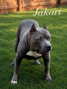 Jakari 
