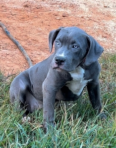 Red collar Female