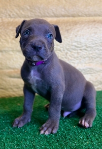 Purple Male pup