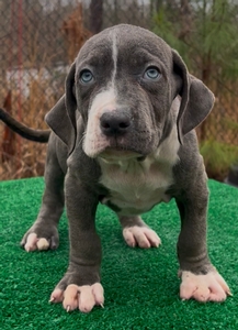 blue brindle male