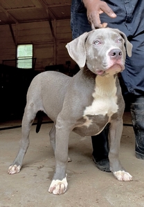 Mr Buff N Blue