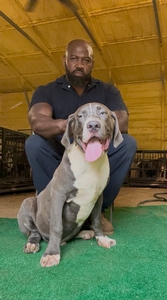 BIG blue brindle male