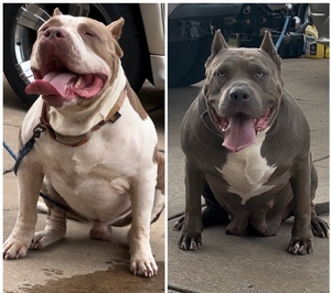 Bulai X Layla