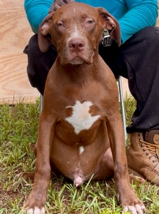 Chocolate red male