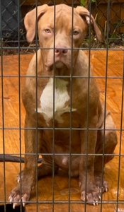 RED BRINDLE BOY