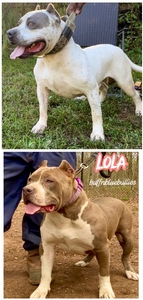 TickedOff X Lola