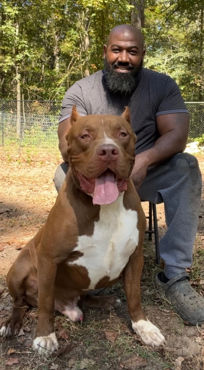 Blue Bully Pitbulls