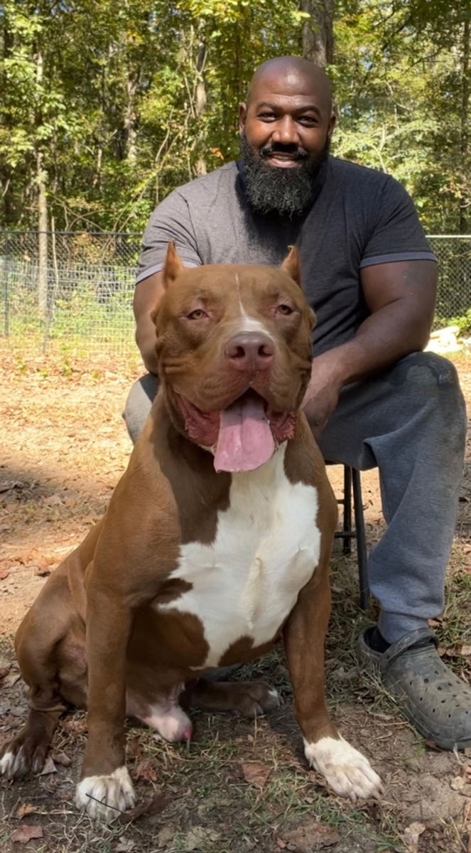 Big Mommas Bullies XL XXL AMERICAN BULLIES 53 OFF