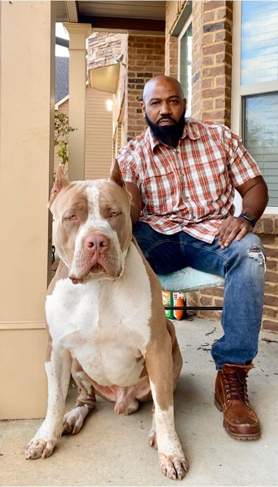 Best Bully Breeder Premium XL XXL Bullies In Fort Mitchell AL