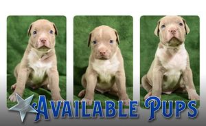 Available Puppies